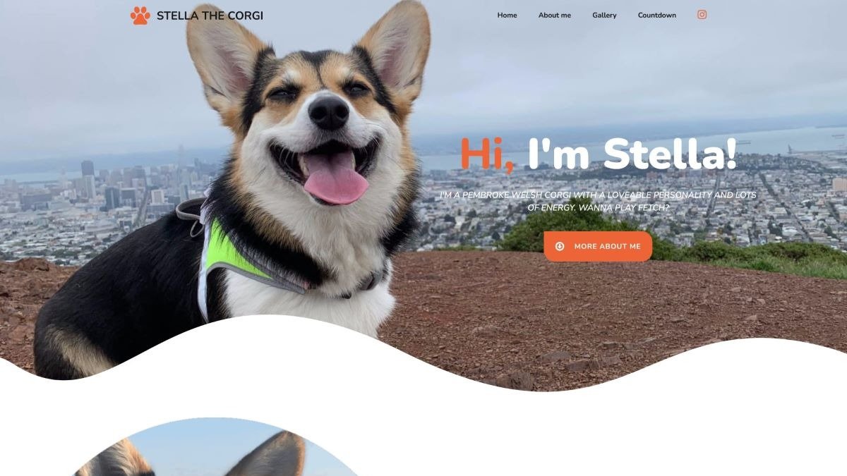 Stella the Corgi Showcase